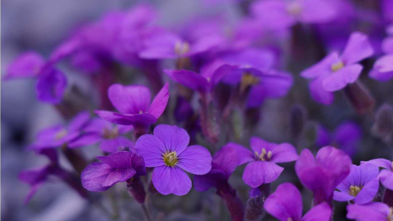 Bodendecker Blaukissen Vermehren