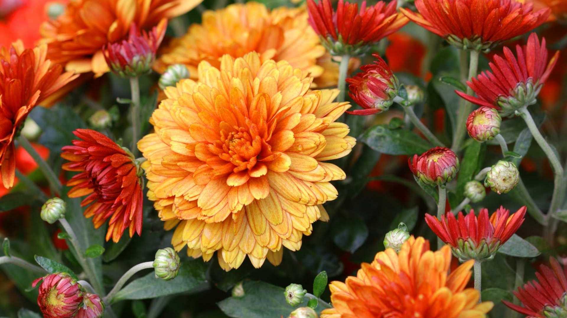 Chrysanthemen wachsen besonders gut in der Sonne.