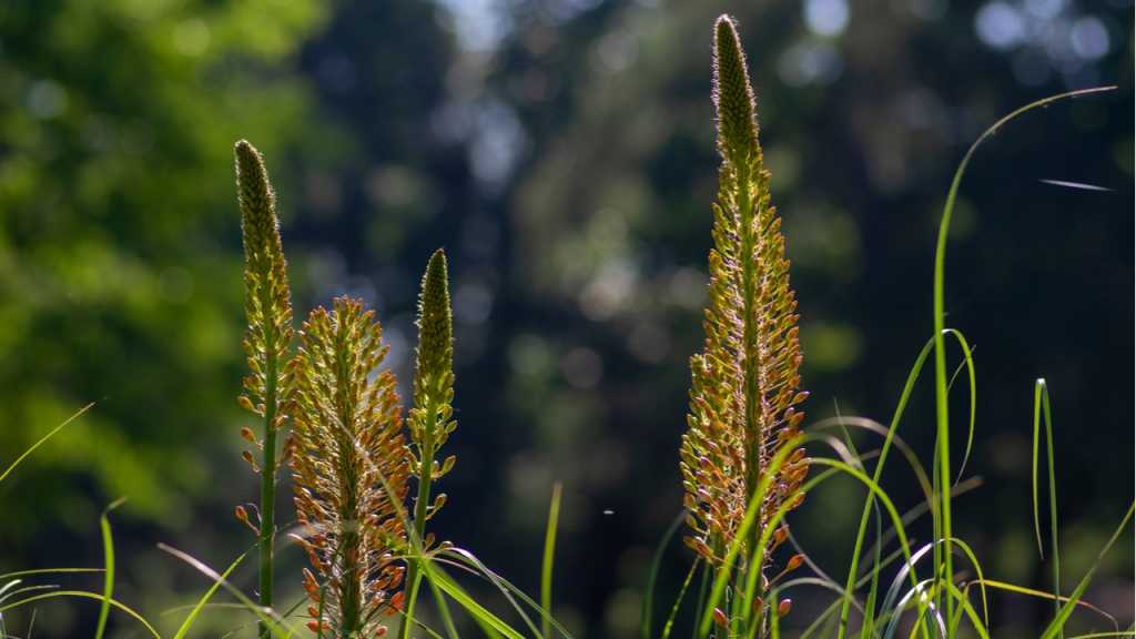Steppenkerzen (Eremurus isabellinus)