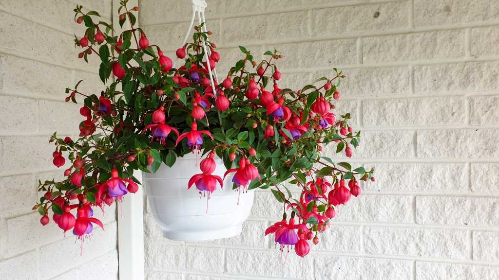 Fuchsie