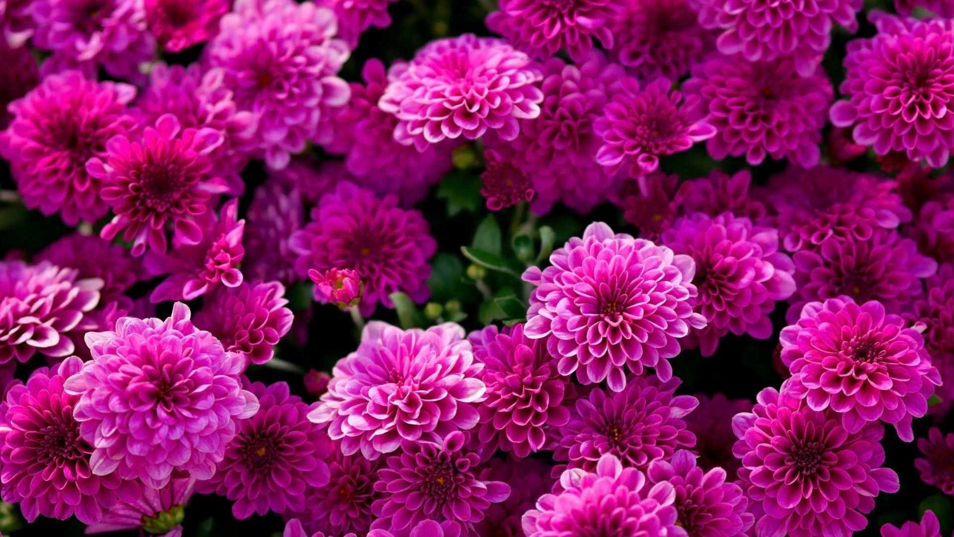 Die Chrysanthemen sind robuste Stauden.