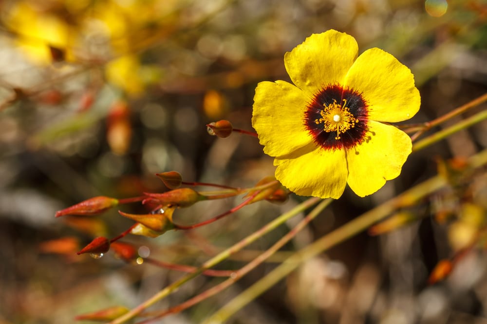 Die Blüte einer Halimium Pflanze