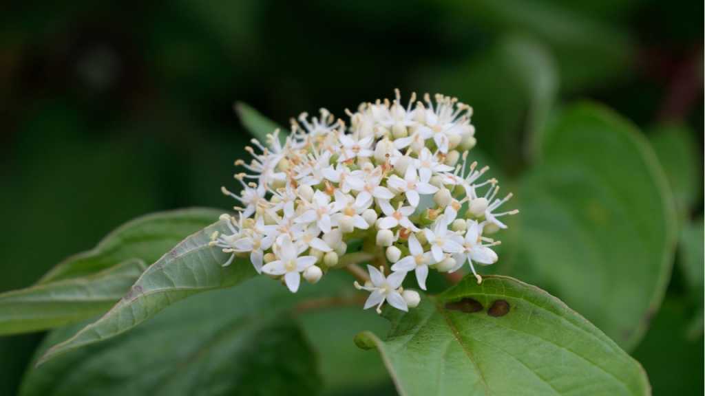 Gelbholz Hartriegel mit weißen Blüten