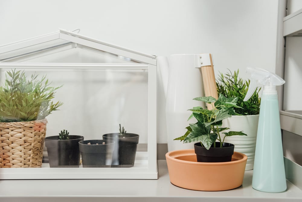Zur Anzucht der Monstera Ableger können Sie beispielsweise ein kleines Gewächshaus verwenden.