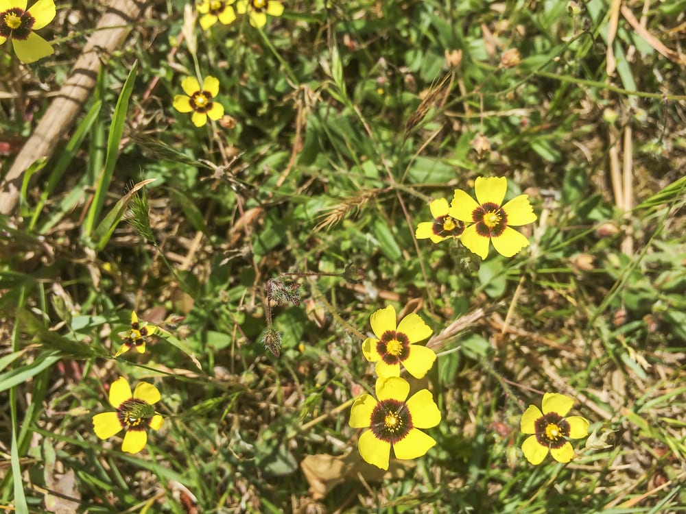 Halimium-Blüten auf einer Wiese.