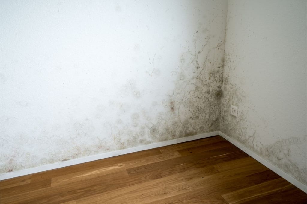 Schimmel an der Wand ist weit verbreitet.