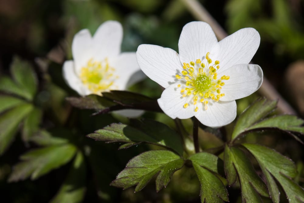 Die Blüte eines Buschwindröschen