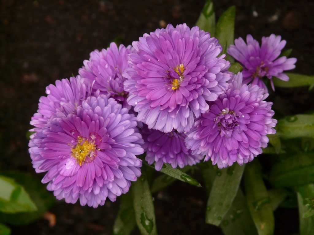 Violette Stauden in einem Blumenbeet angelegt.