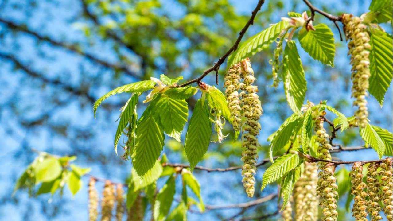 Sommergrüne Birke in der Natur