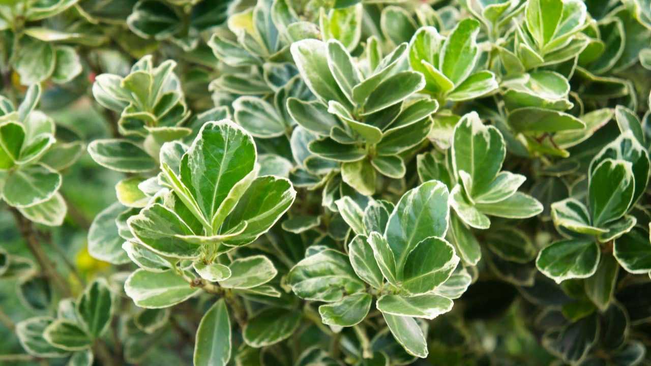 Spindelstrauch im Garten
