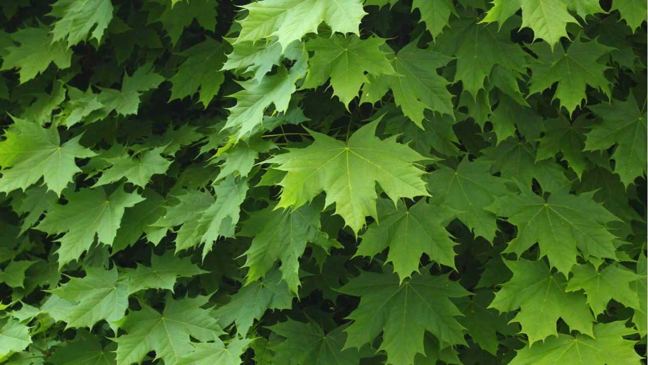 Spitzahorn Baum Blätter