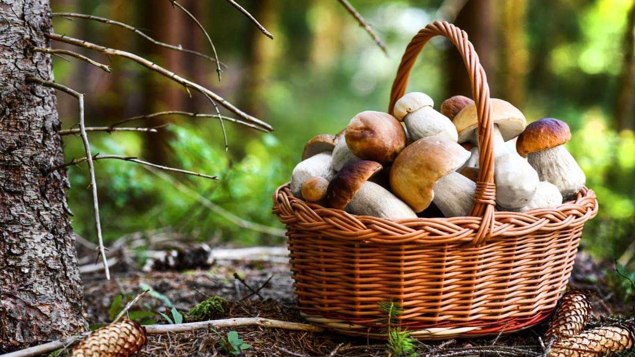 Steinpilze in einem Korb