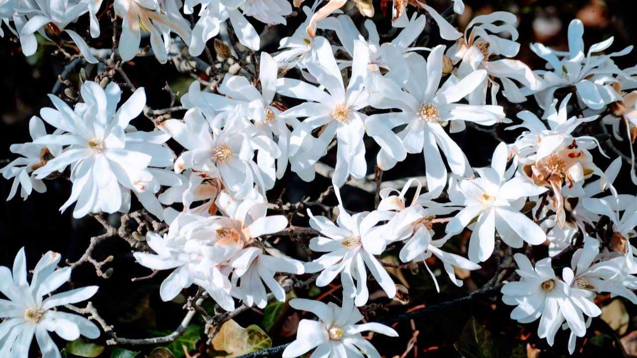Stern-Magnolie Baum