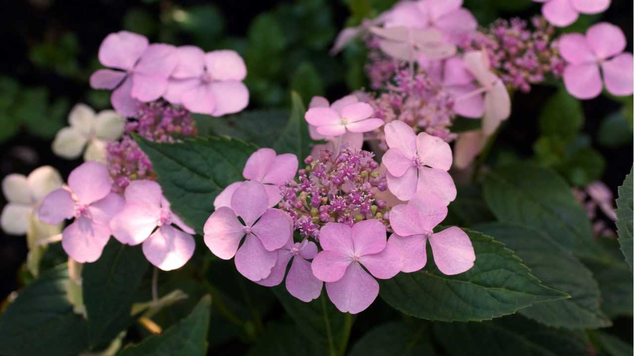 Teller Hortensie im Garten