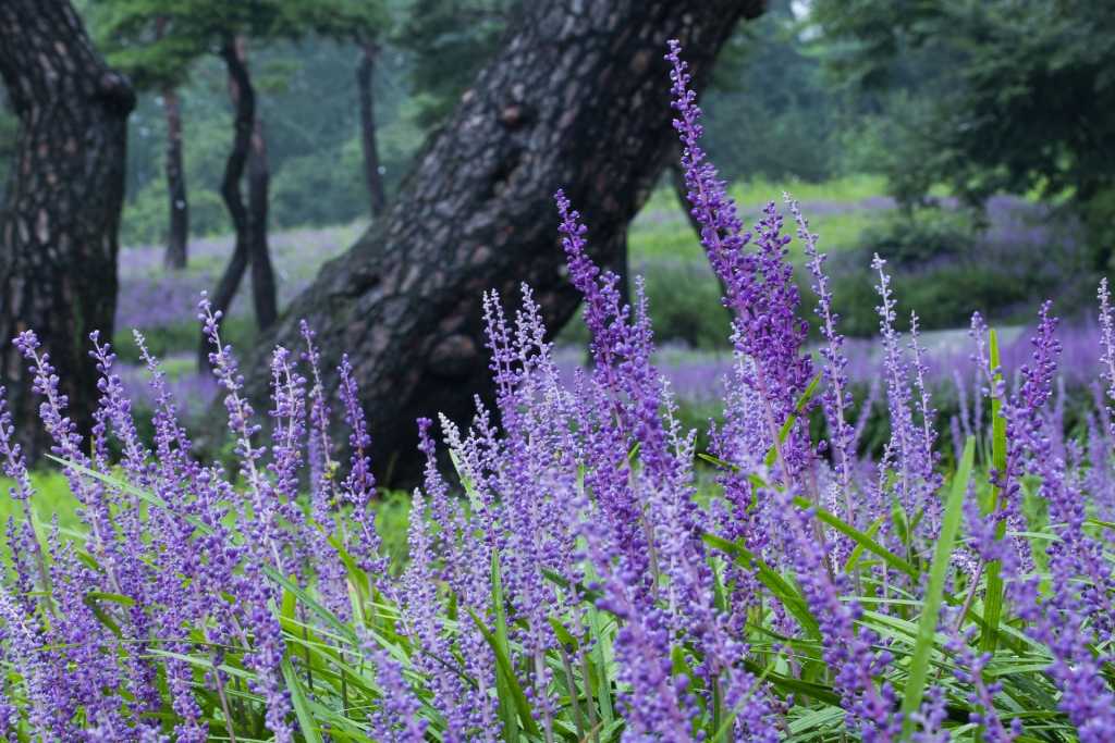 Die violetten Traubenlilien dürfen in keinem Schattengarten fehlen.