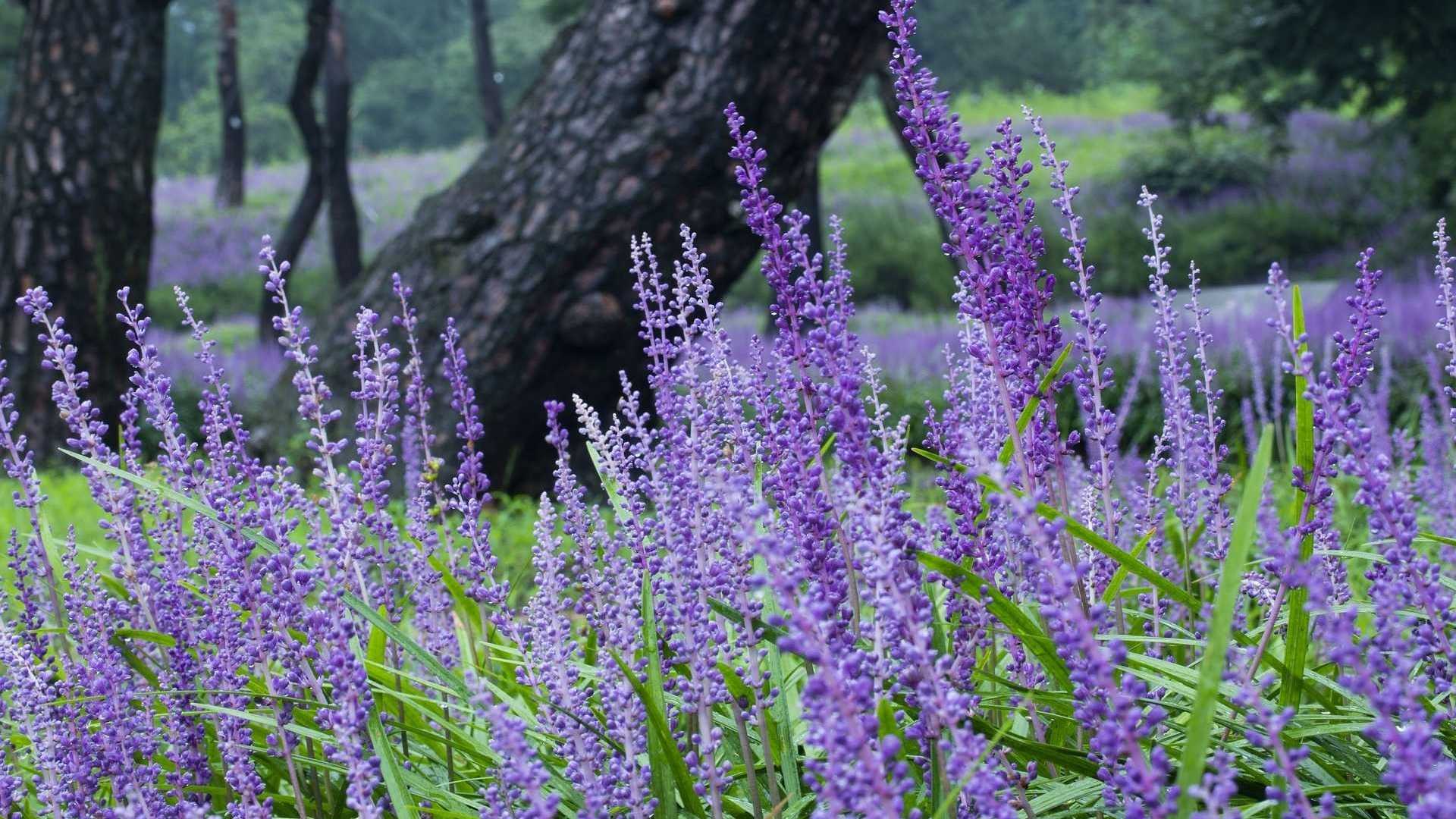Immergrüne Traubenlilie im Violett