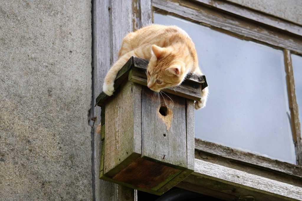 Katzen lauern den Vögeln gerne an Nistkästen und Futterstellen auf.