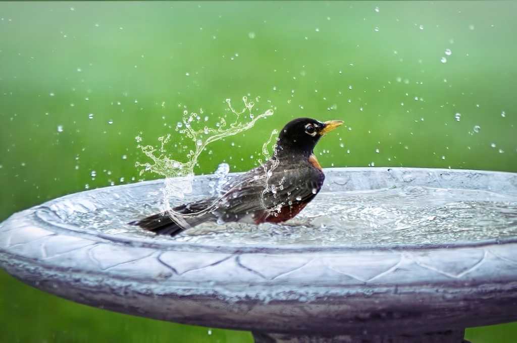 Vögel freuen sich auch über Wasser zum Baden und Trinken.