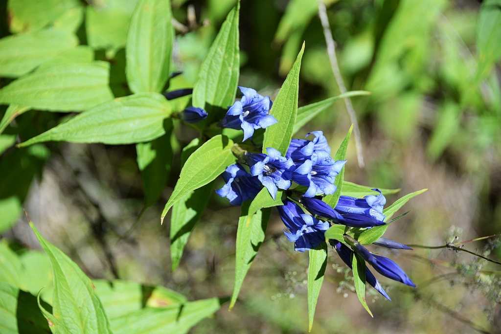 Die Wald Glockenblume gehört zu den bienenfreundlichen Schattenpflanzen.