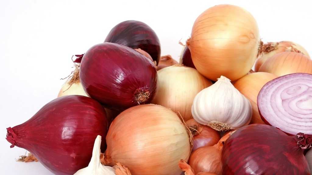 Zwiebeln und Knoblauch sind in rohem, aber auch gekochtem Zustand für den Hund giftig und sollten daher nicht gefüttert werden.