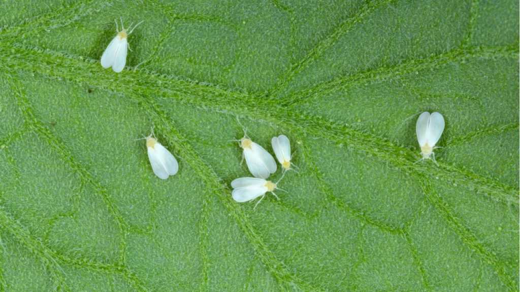 Wer Schädlinge im Garten nicht rechtzeitig erkennt, riskiert Verluste bei den Pflanzen.