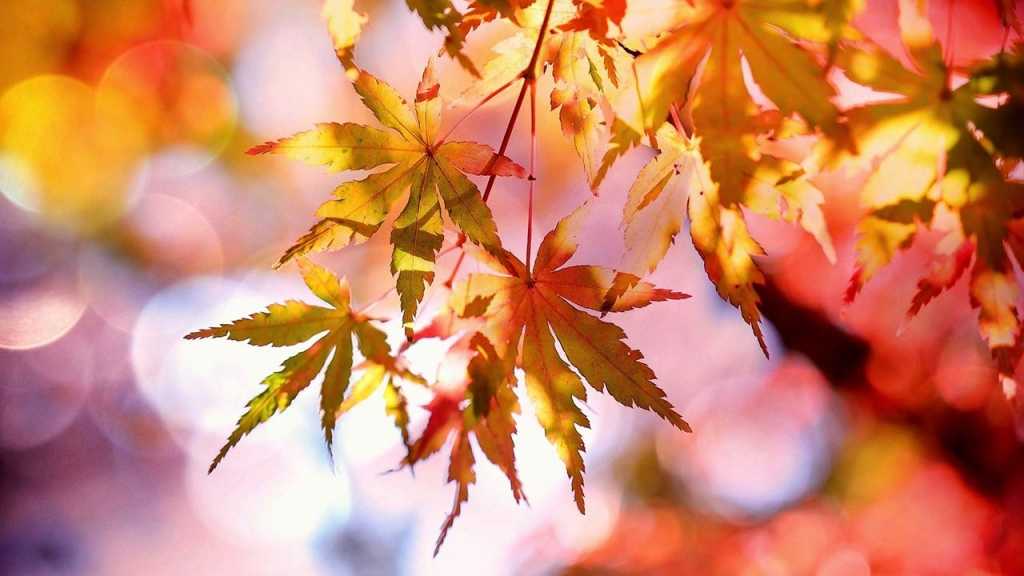 Gelbe Blätter im Herbst