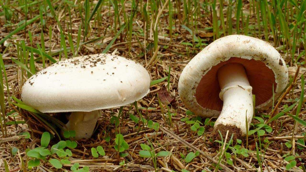 Zwei Wiesenchampignons zwischen Pflanzen