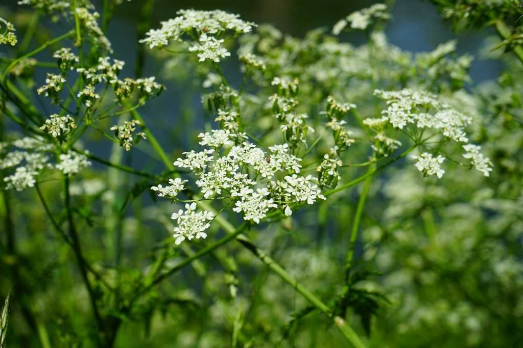 wilde Kerbel