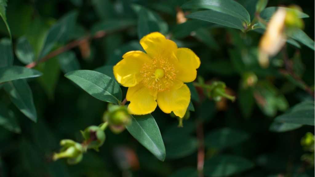 Winterjasmin