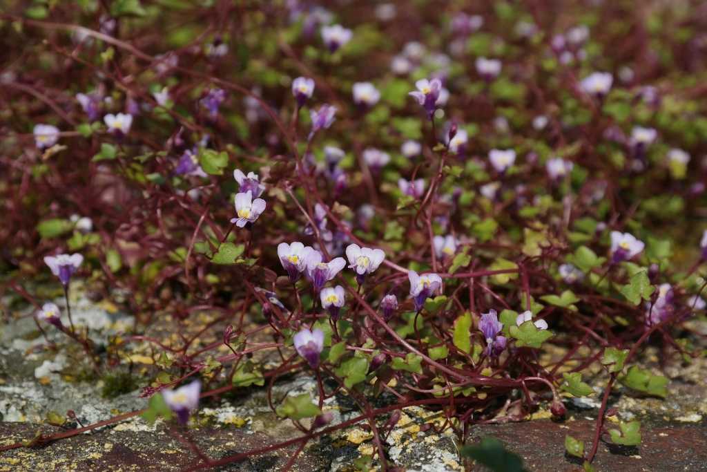 Auch als sogenanntes Mauerblümchen ist das Zimbelkraut bekannt.