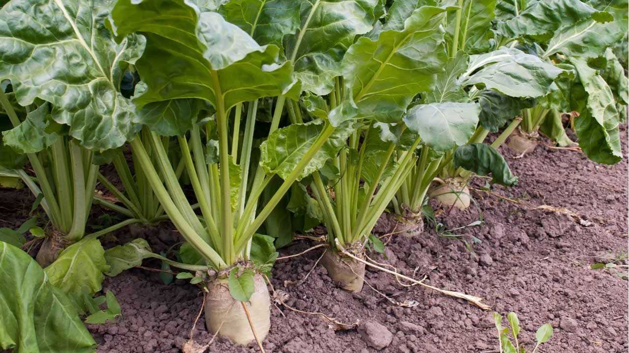 Zuckerrüben auf einem Beet