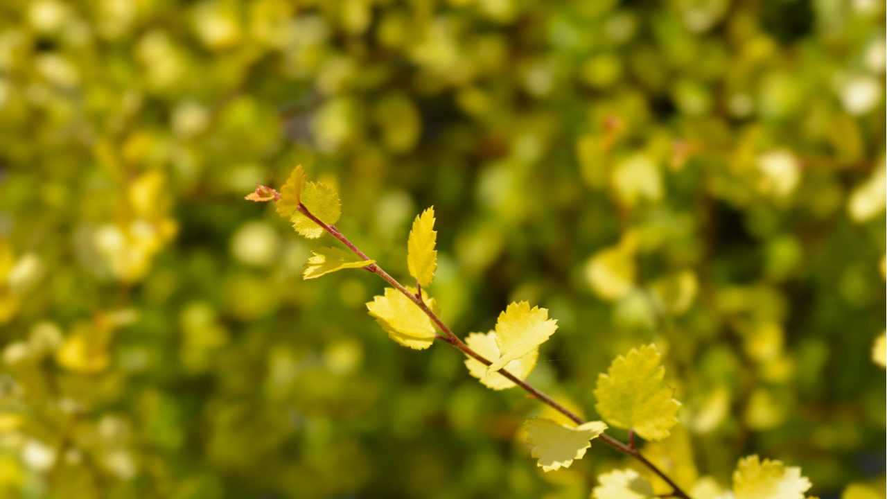 Zwerg-Birke Baum