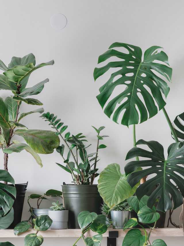 17 Zimmerpflanzen fuer wenig Licht Haus & Garten Profi