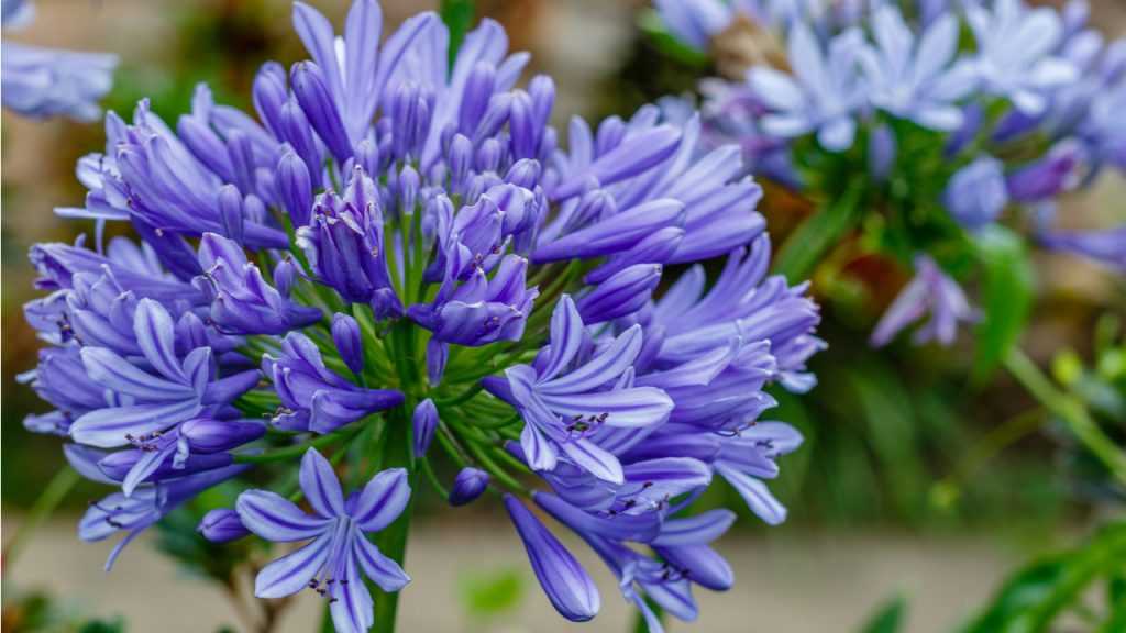 Blüte der Agapanthus