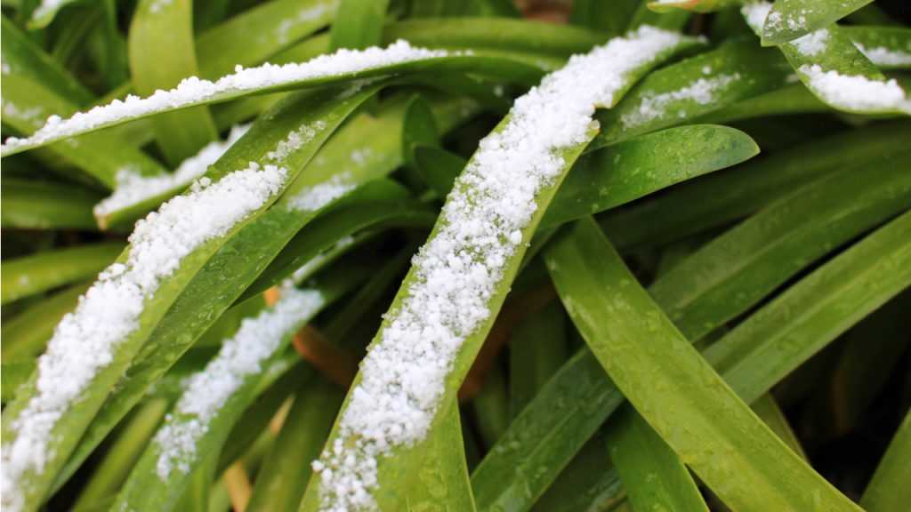 Schnee auf Blättern der Agapanthus