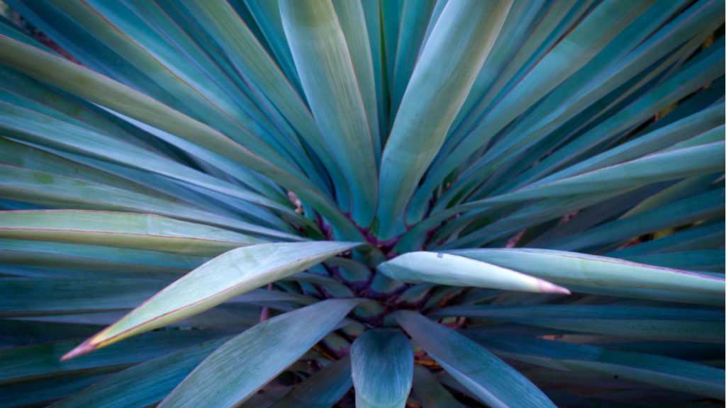 Agave.