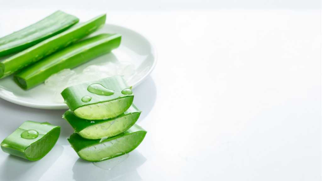 Bereits aus einem Blattteil der Aloe Vera kann man die Pflanze vermehren.
