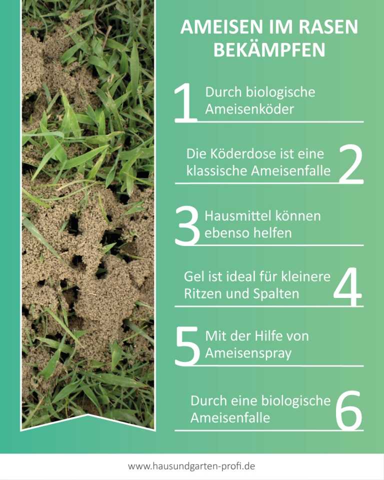 Ameisen im Rasen Gegen und Präventionsmaßnahmen Haus