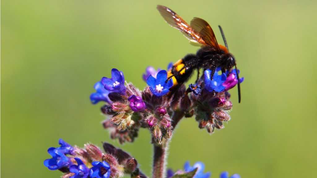 Nahaufnahme der Blüte der Ochsenzungenblütenzunge
