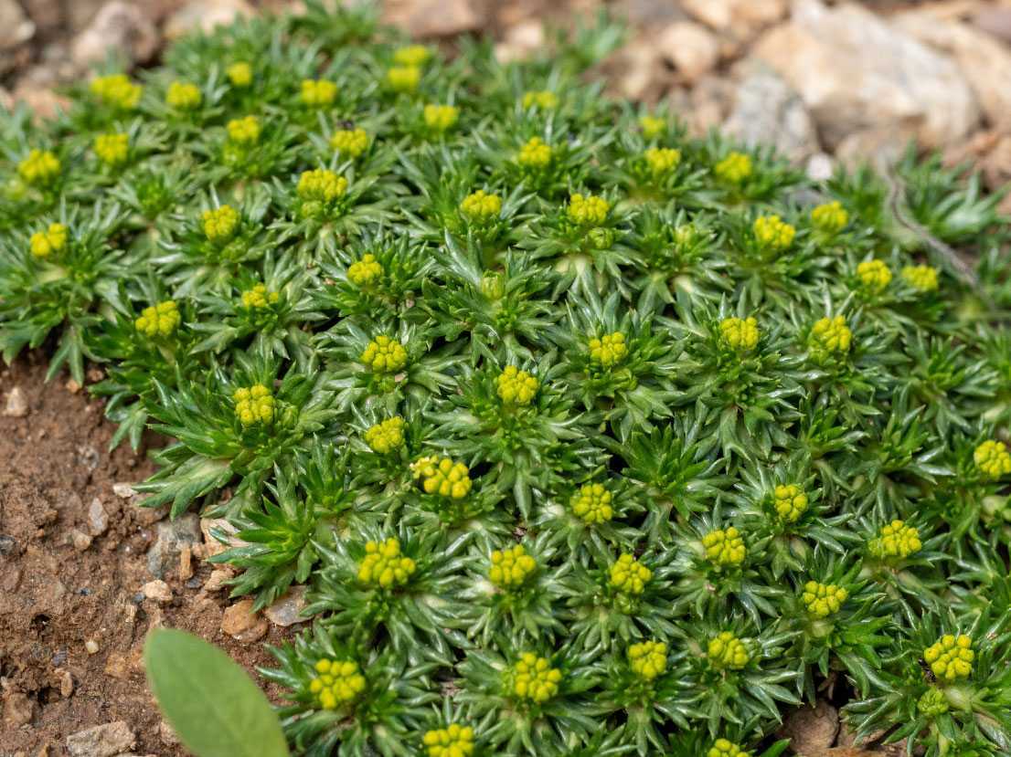 13 immergrüne Bodendecker Die schönsten Sorten für Ihren Garten