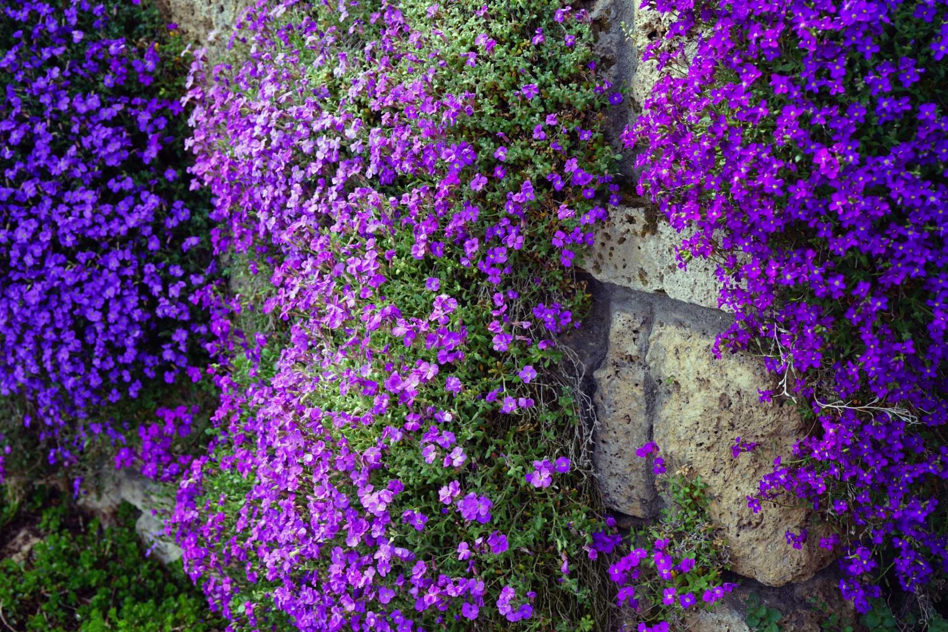 15 Pflanzen für trockene Böden und heiße Sommer Haus & Garten Profi