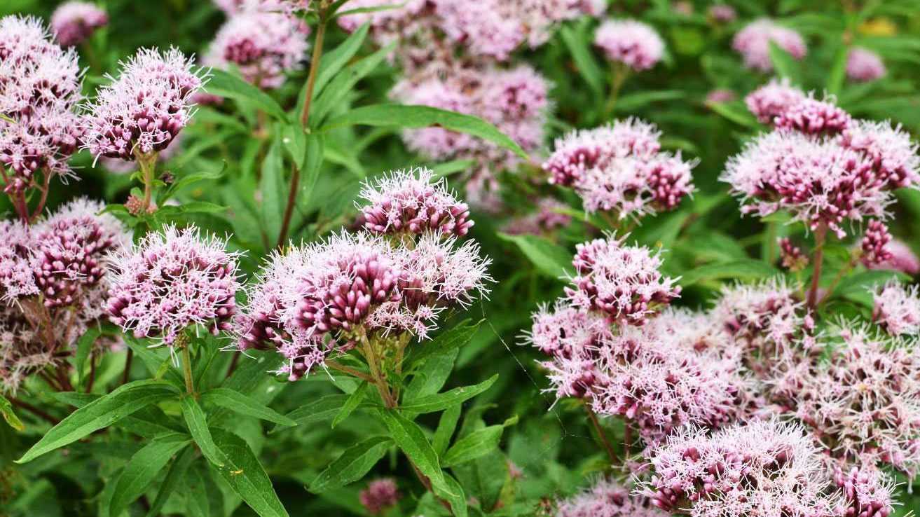 Ein Feld mit blühendem Baldrianpflanzen.