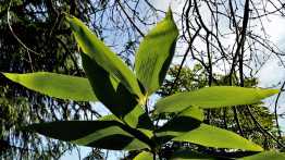 Kübelpflanzen Schatten - Haus & Garten Profi