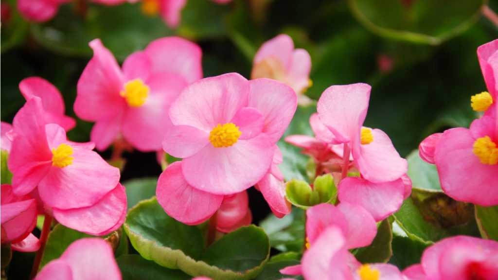 Nahaufnahme der Blüten der Eis-Begonie