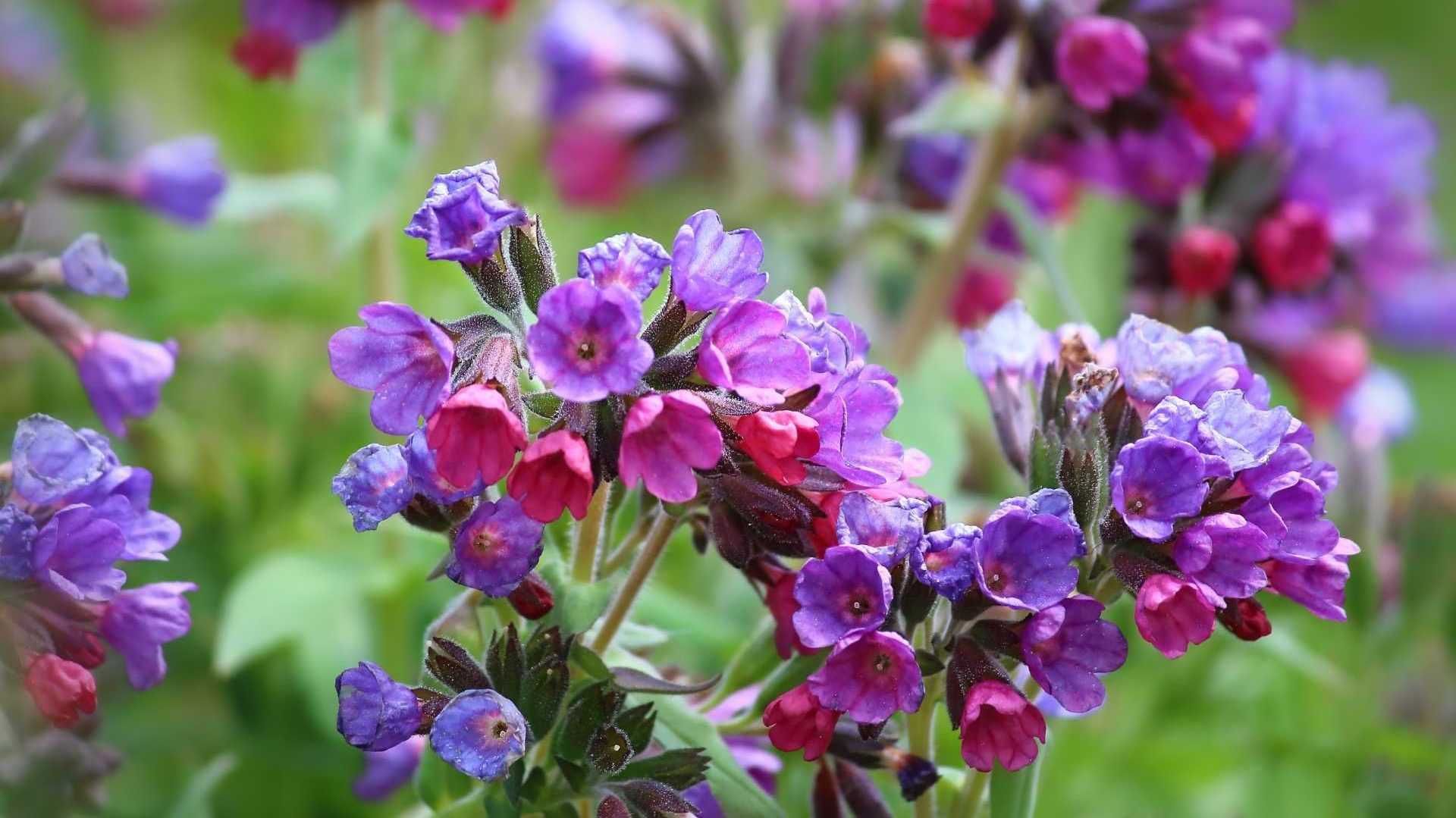 Eine aufblühenede violette Beinwellstaude.