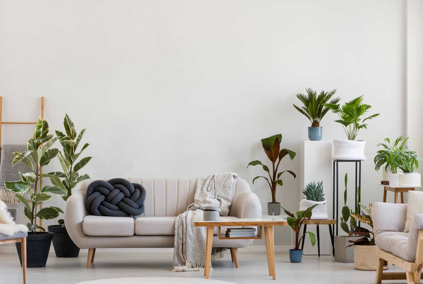 8 große und pflegeleichte Zimmerpflanzen Haus & Garten Profi