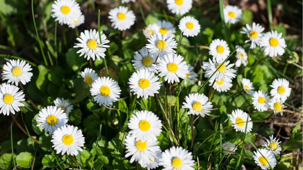Nahaufnahme der Gänseblümchen