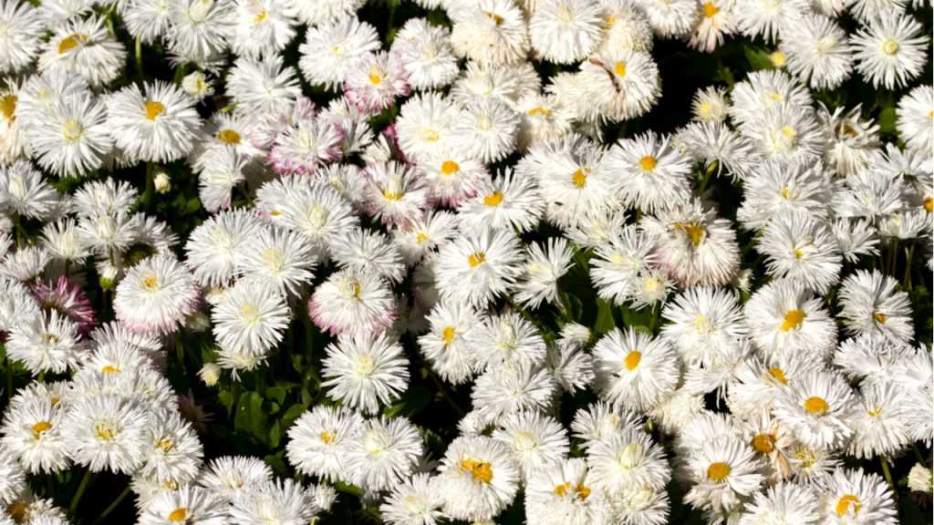 Bellis perennis hybrides im Freien.