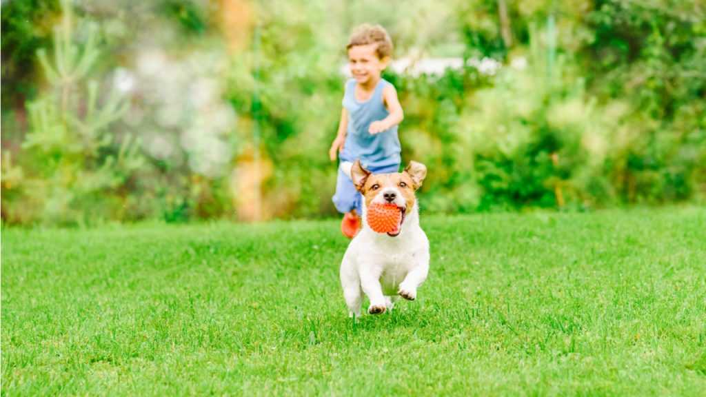 kleiner Junge der hinter Hund mit Ball im Munt hinterherläuft