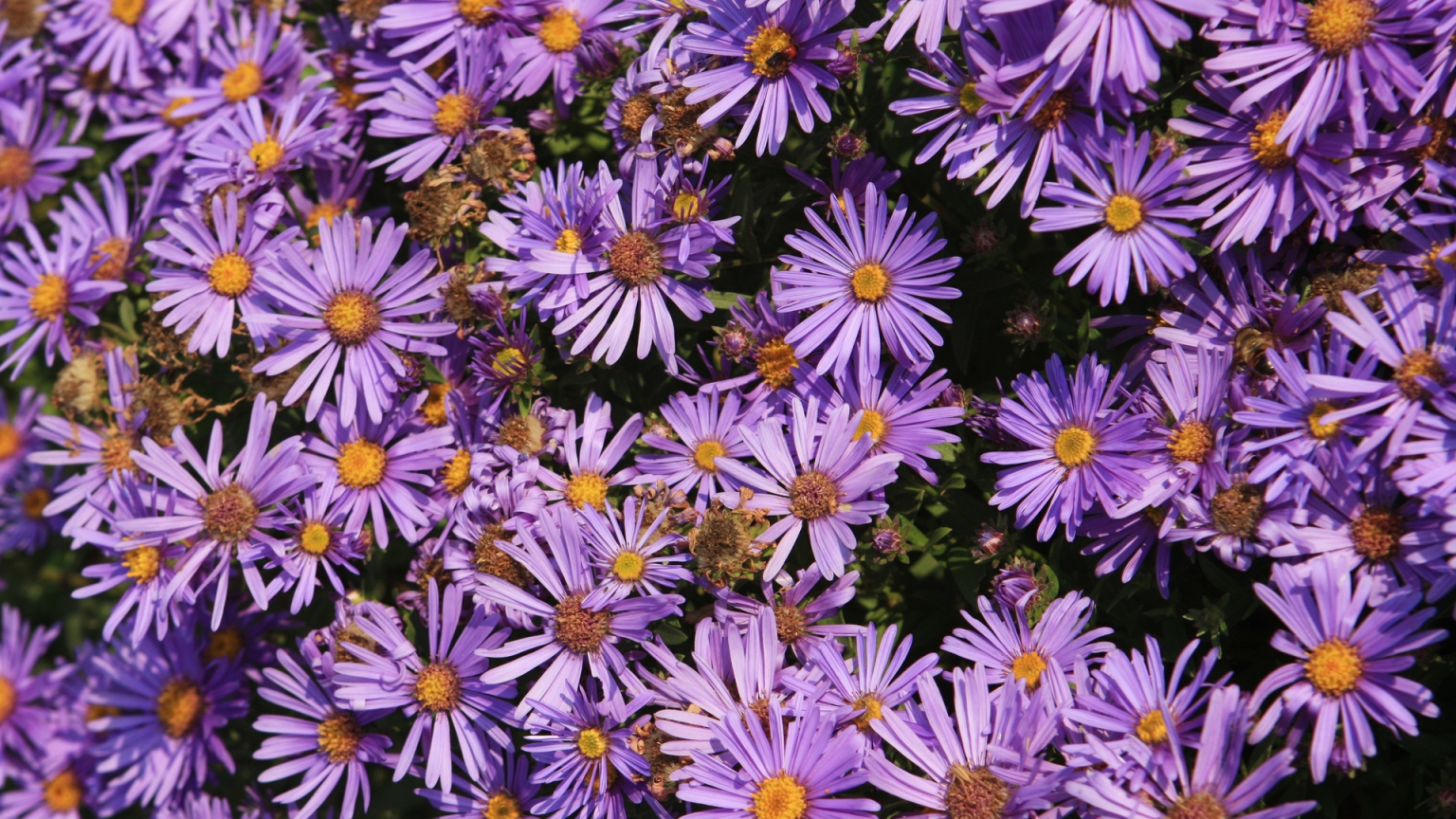 Bienenfreundliche Balkonpflanzen 20 beliebte Pflanzen in der Übersicht
